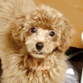 トイプードル(トイ)