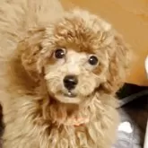 トイプードル(トイ)