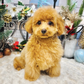 トイプードル(タイニー)