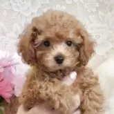タイニープードル