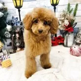 トイプードル(トイ)【宮城県・女の子・2025年7月15日・レッド】の写真4