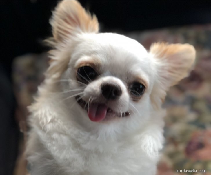 中本　ゆき乃(なかもと　ゆきの)ブリーダー(沖縄県・チワワ(スムース)など・JKC登録)の紹介写真2