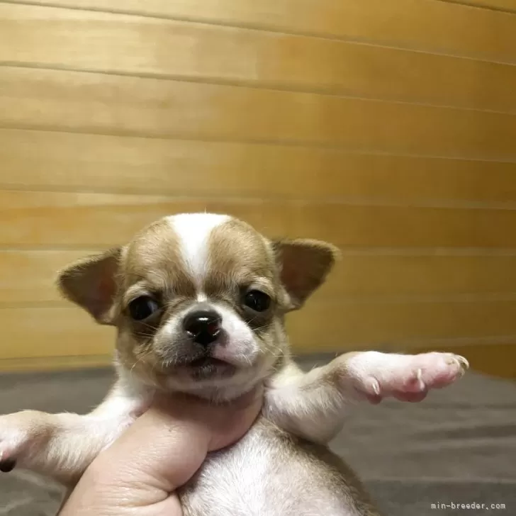 比嘉 春雄i 様のお迎えした子犬