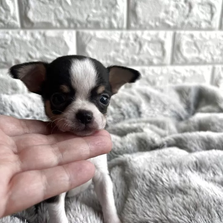 E.H 様のお迎えした子犬