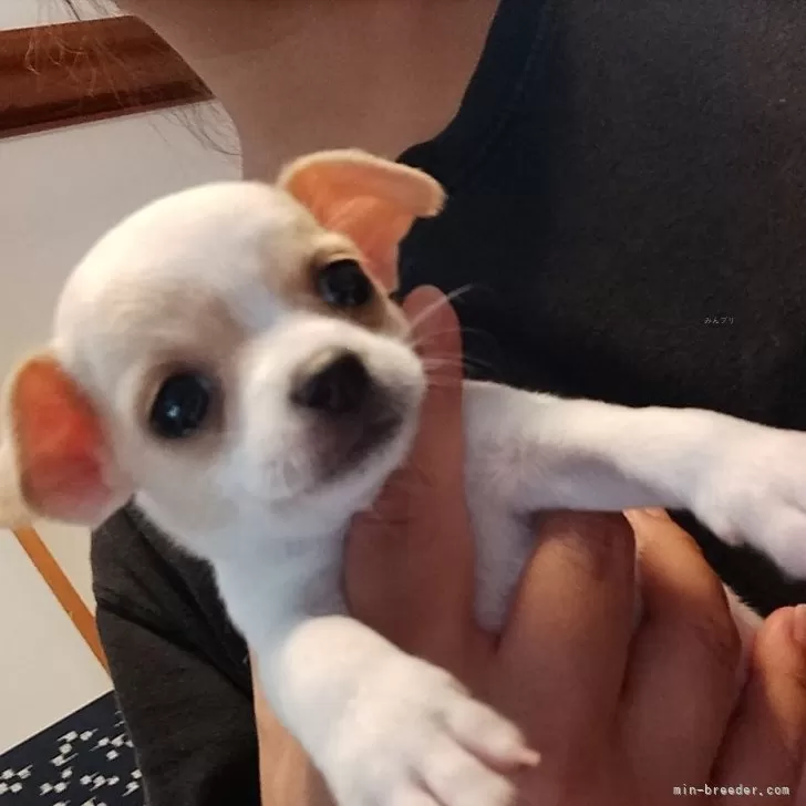ヨシヒロ 様のお迎えした子犬