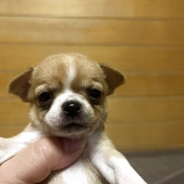 フォーン系のチワワ(スムース)の子犬を探す|ブリーダー直販の フォーン系のチワワ(スムース)の子犬を探す|ブリーダー直販の