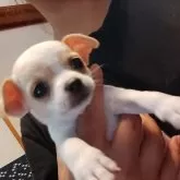 チワワ(スムース)