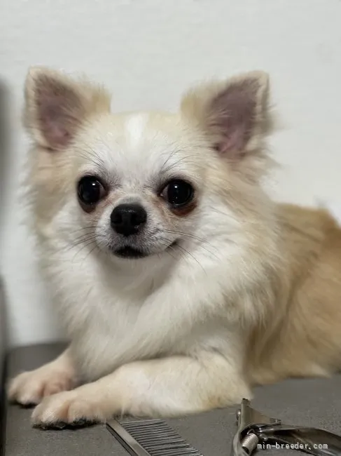 ID：2204-01389の子犬