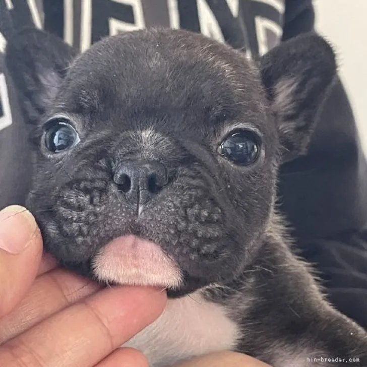 ID：2302-01137の子犬