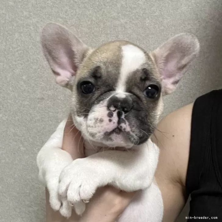 ID：2407-01192の子犬