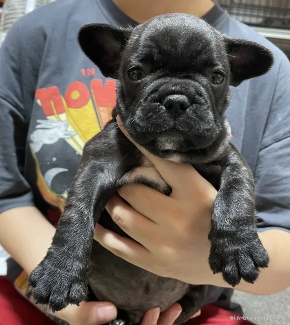 ID：2109-02685の子犬