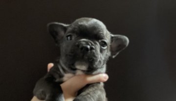 フレンチブルドッグ【沖縄県・男の子・2021年7月30日・ブリンドル】の写真「後ろ足だけ靴下はいてる😅」