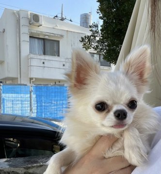 チワワ(ロング)【沖縄県・女の子・2020年11月30日・クリーム】の写真「お目々が可愛いくってとにかく小さな女の子🎀」