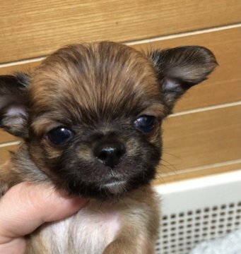 チワワ(ロング)【沖縄県・男の子・2020年12月21日・フォーン】の写真「極小サイズAくん❣️
2月5日で募集終了します！」