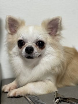 チワワ(ロング)【沖縄県・男の子・2020年5月2日・クリーム】の写真「もうすぐ2歳になります！」