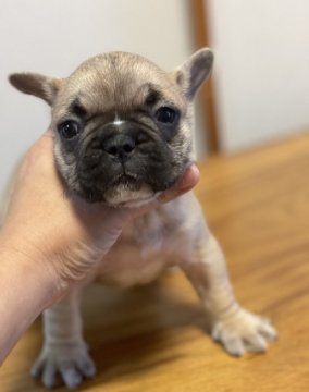 フレンチブルドッグ【沖縄県・女の子・2021年7月30日・フォーン】の写真「お顔にちょこんと白い毛が可愛い女の子です❣️」