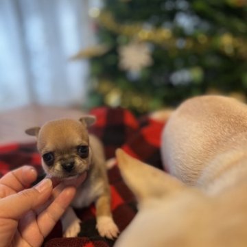 チワワ(スムース)【沖縄県・女の子・2023年11月6日・フォーンホワイト】の写真「すむち好きには堪らない❣️」