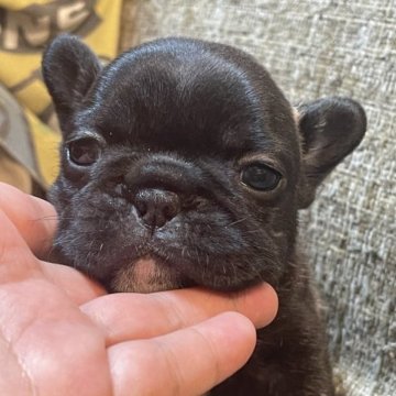 フレンチブルドッグ【沖縄県・女の子・2022年12月30日・ブリンドル】の写真「甘ーいお顔🫶」