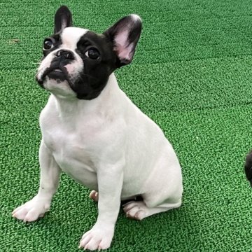 フレンチブルドッグ【沖縄県・女の子・2024年5月6日・パイド】の写真「パイドの女の子ちゃん🎀」