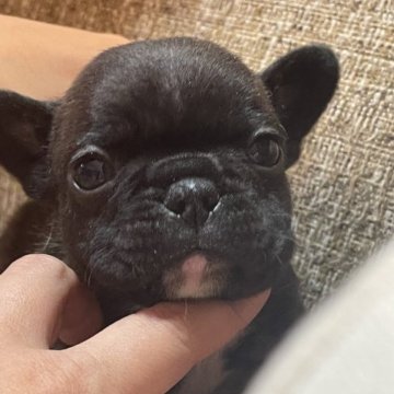 フレンチブルドッグ【沖縄県・男の子・2022年12月30日・ブリンドル】の写真「可愛い男の子」