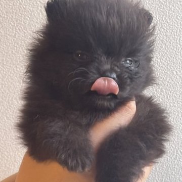 ポメラニアン【沖縄県・女の子・2023年3月10日・ブラック】の写真「ぜんまい付いてないよ❤︎」