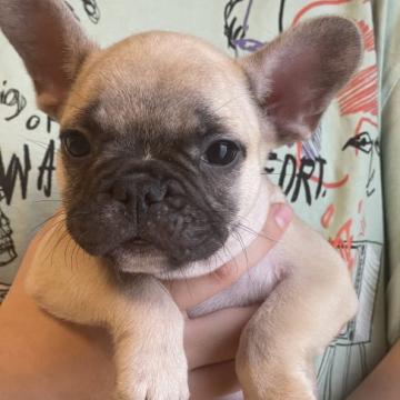 フレンチブルドッグ【沖縄県・男の子・2022年5月13日・フォーン】の写真「小振りサイズ予想！」