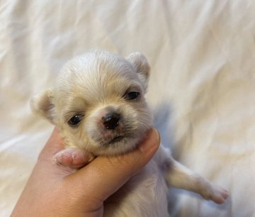 チワワ(ロング)【沖縄県・女の子・2021年7月7日・クリーム&ホワイト】の写真「七夕baby🎋」