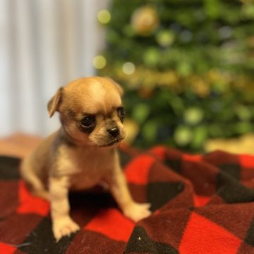 チワワ(スムース)【沖縄県・女の子・2023年11月6日・フォーンホワイト】の写真「すむち好きにはたまらない❣️」