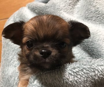 チワワ(ロング)【沖縄県・男の子・2020年12月21日・フォーン】の写真「極小Bくん❣️
2月5日で募集終了します！」