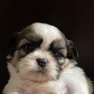 シーズー【沖縄県・女の子・2022年10月7日・ゴールド&ホワイト】の写真「期間限定セールしてみます❣️」