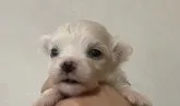 マルチーズ【沖縄県・男の子・2021年10月23日・ホワイト】の写真2
