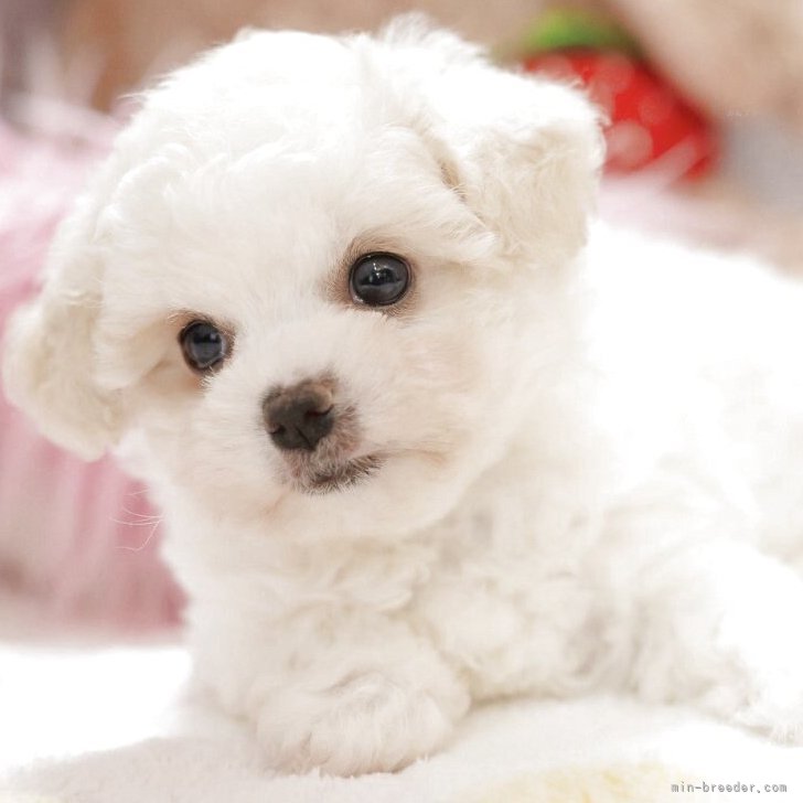 ブリーダー画像