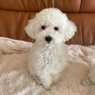 トイプードル(タイニー)【静岡県・男の子・2024年6月22日・ホワイト】の写真「好奇心旺盛な男の子🐶🤍」