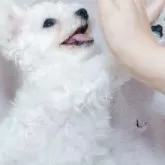 ビションフリーゼ