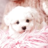 ビションフリーゼ