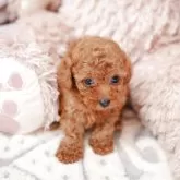 ティーカッププードル