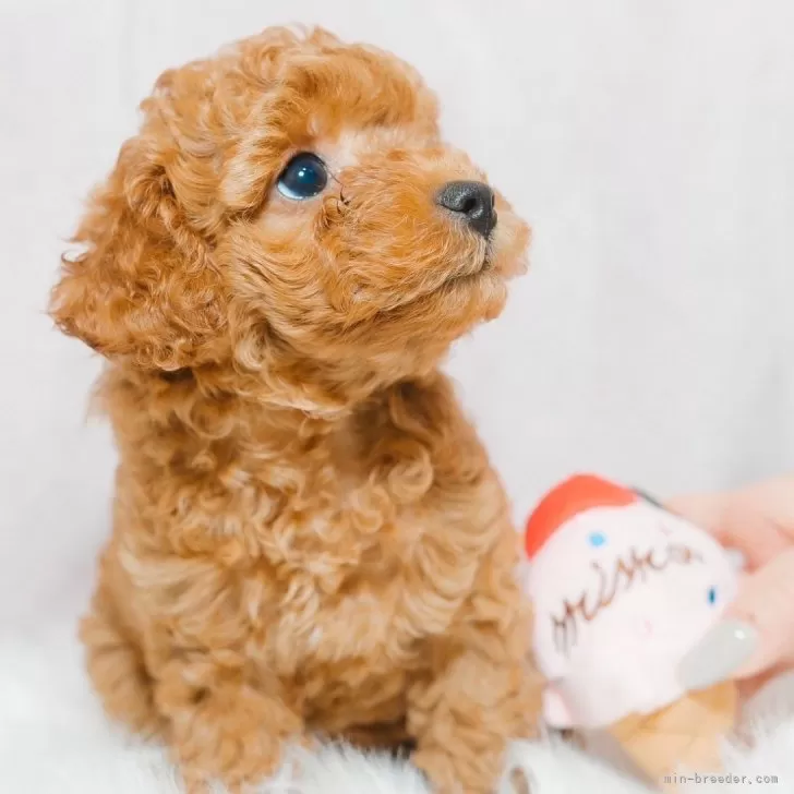 ID：2408-08535の子犬
