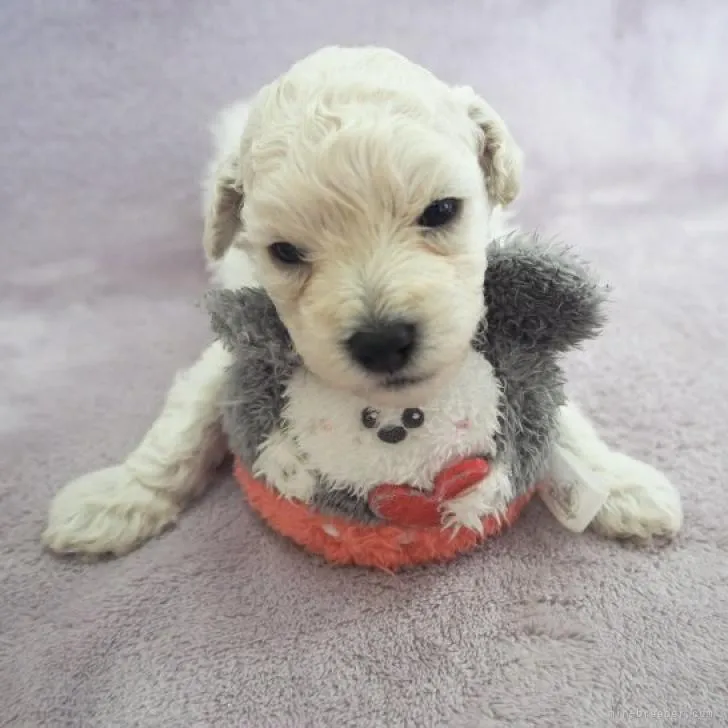ID:2209-01199の子犬