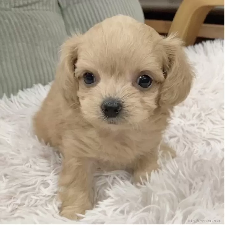 ID：2508-03151の子犬