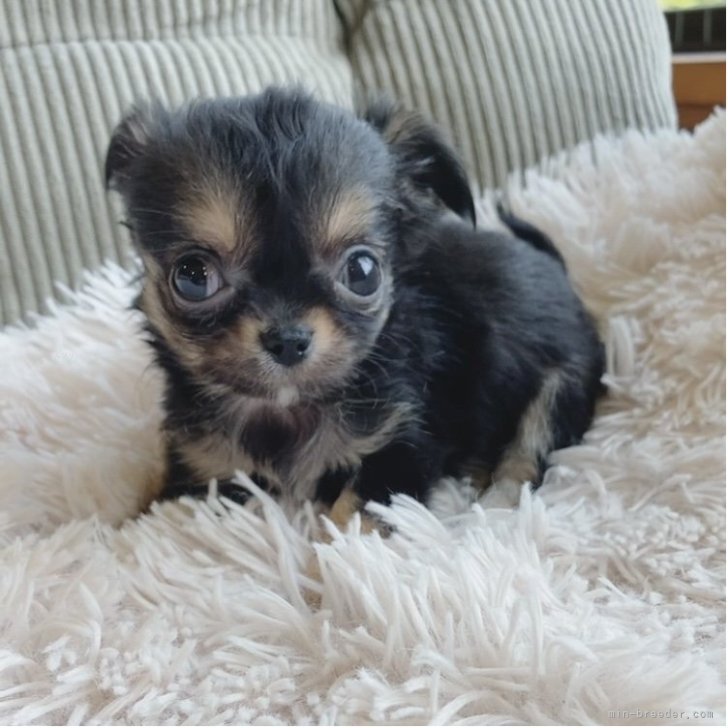 オーダーページ パネル お姫様チワワ 9/23 オーダーページ パネル お姫様チワワ 9/23