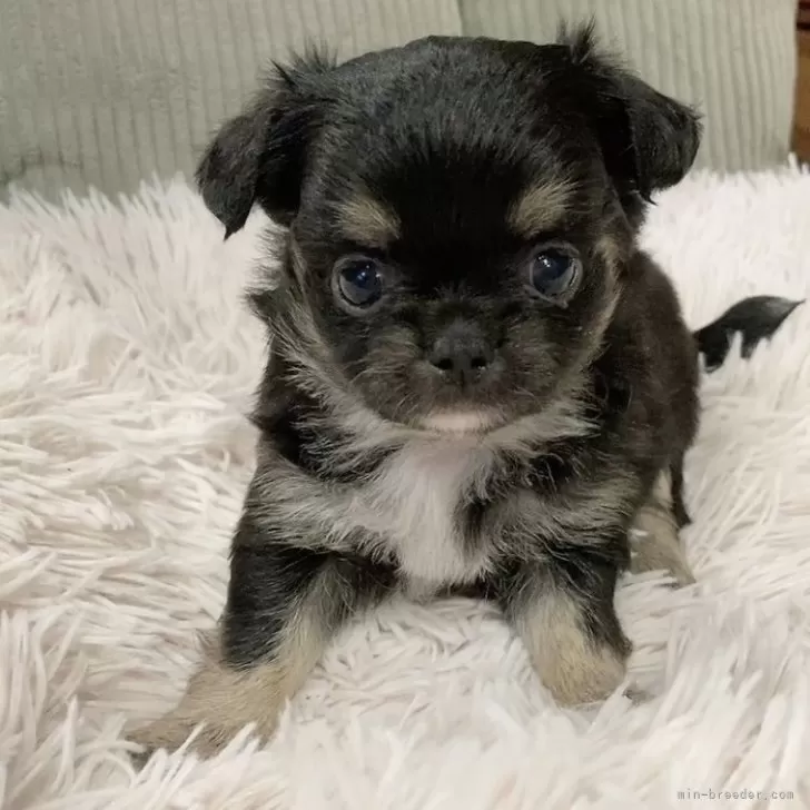 チワワ(ロング)【神奈川県・女の子・2025年9月23日・ブラックタン&amp;ホワイト】の写真1