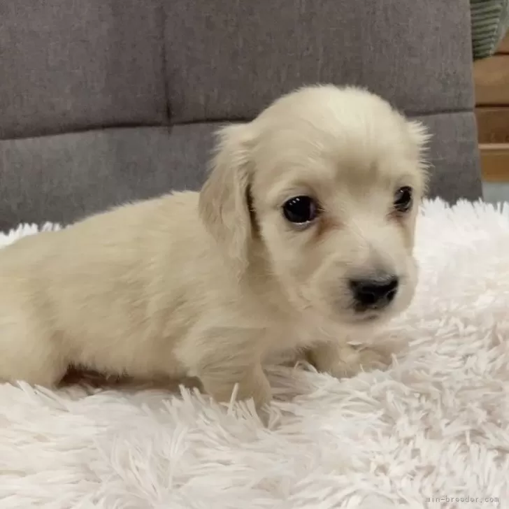 ID：2502-03066の子犬