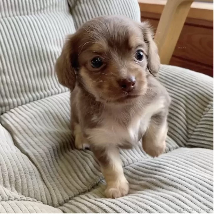 ID：2508-01749の子犬