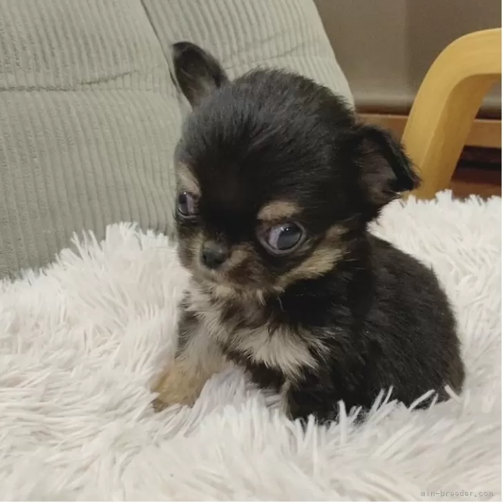 チワワ(ロング)【神奈川県・男の子・2025年10月13日・ブラックタン】の写真1