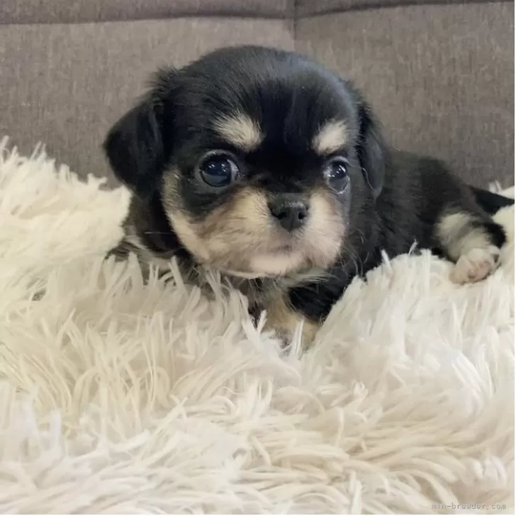 ID:2505-07727の子犬