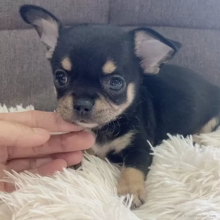 ID:2502-05671の子犬