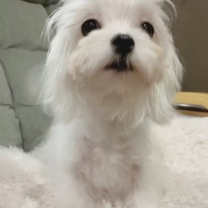 ID:2412-01058の子犬