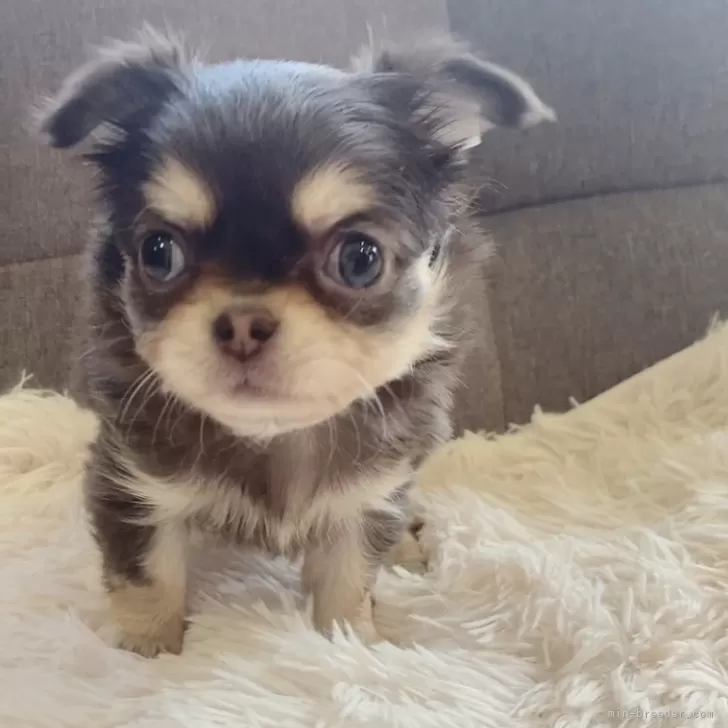 ID：2503-02070の子犬