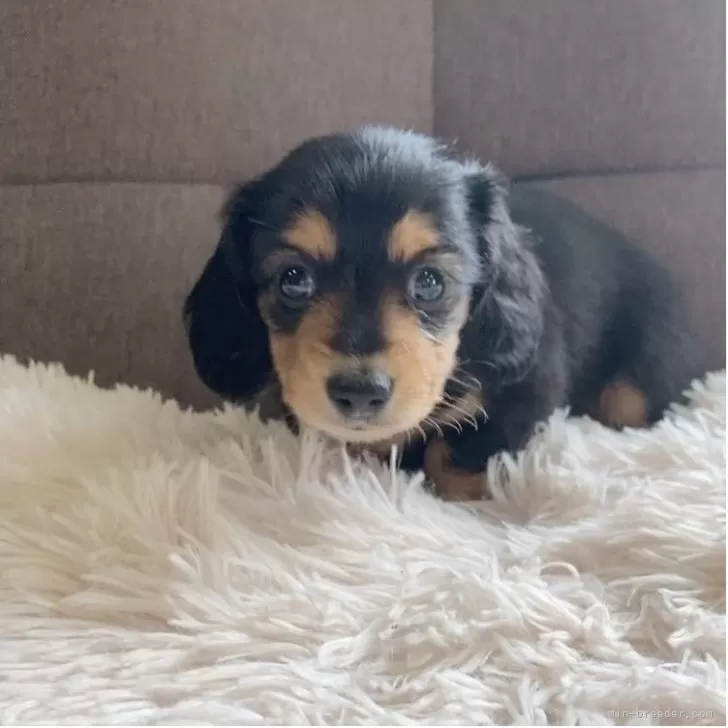 ID：2504-05550の子犬