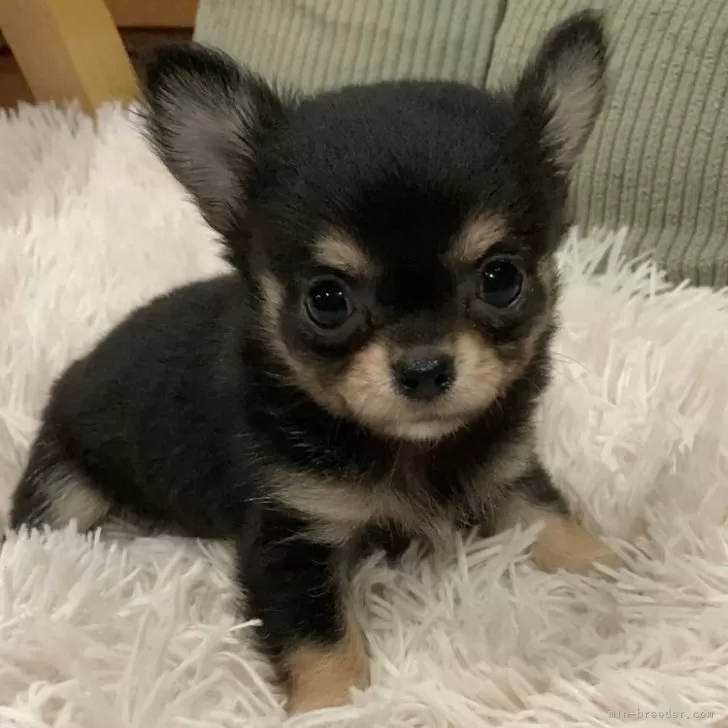 ID:2510-01481の子犬